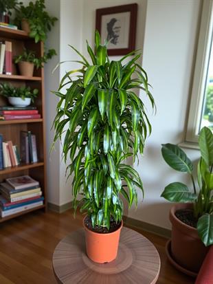 Dracaena Cintho XL 160 Cm Büyük Fomlu Ev Ofis Ağaç
