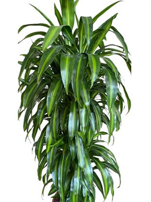 Dracaena Cintho XL 160 Cm Büyük Fomlu Ev Ofis Ağaç