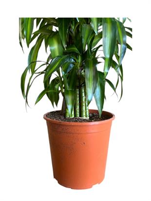 Dracaena Cintho XL 160 Cm Büyük Fomlu Ev Ofis Ağaç