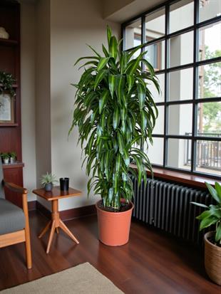 Dracaena Cintho XL 160 Cm Büyük Fomlu Ev Ofis Ağaç