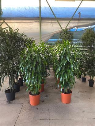 Dracaena Cintho XL 160 Cm Büyük Fomlu Ev Ofis Ağaç