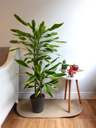 Dracaena Cintho - Large (Dracaena Fragrans)