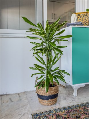 Dracaena Cintho - Large (Dracaena Fragrans)