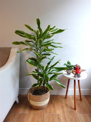 Dracaena Cintho - Large (Dracaena Fragrans)