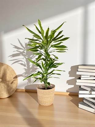 Dracaena Cintho - Large (Dracaena Fragrans)