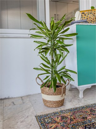 Dracaena Cintho - Large (Dracaena Fragrans)