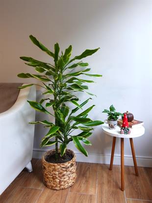 Dracaena Cintho - Large (Dracaena Fragrans)