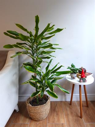 Dracaena Cintho - Large (Dracaena Fragrans)