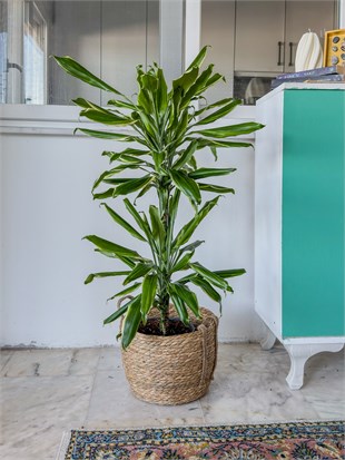 Dracaena Cintho - Large (Dracaena Fragrans)