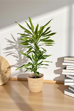 Dracaena Lemon Lime Bitkisi 2 Gövdeli-Renkli