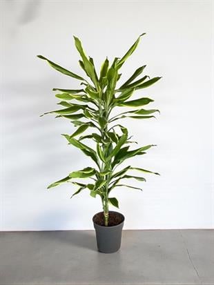 Dracaena Cintho - Large (Dracaena Fragrans)