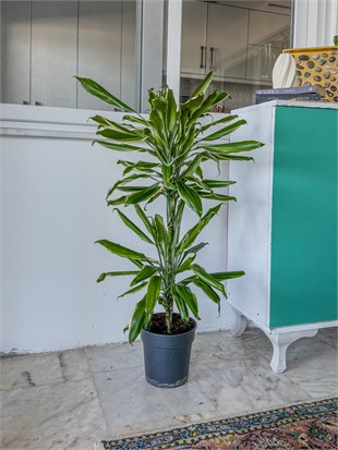 Dracaena Cintho - Large (Dracaena Fragrans)