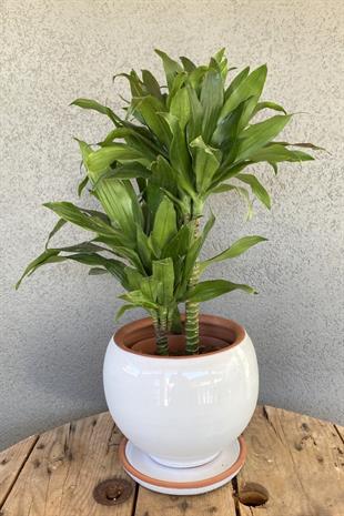 Dracaena Compacta Bitkisi 2 Gövdeli-Yoğun Yaprak