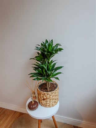 Dracaena Compacta Bitkisi 2 Gövdeli
