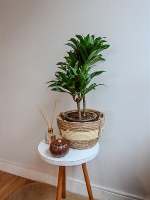 Dracaena Compacta Bitkisi 2 Gövdeli