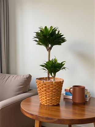 Dracaena Compacta Bitkisi 2 Gövdeli