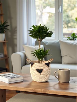 Dracaena Compacta Bitkisi 2 Gövdeli