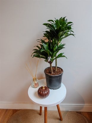 Dracaena Compacta Bitkisi 2 Gövdeli