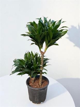 Dracaena Compacta Bitkisi 2 Gövdeli