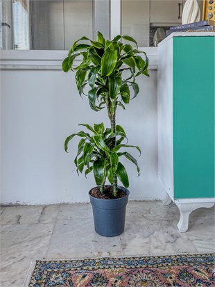 Dracaena Dorado Large 2 Gövdeli  (Dracaena Fragrans Dorado)