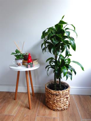 Dracaena Dorado Large 2 Gövdeli  (Dracaena Fragrans Dorado)