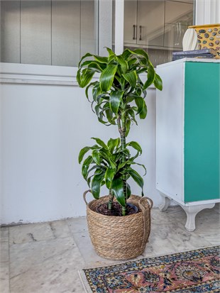 Dracaena Dorado Large 2 Gövdeli  (Dracaena Fragrans Dorado)