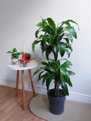 Dracaena Dorado Large 2 Gövdeli  (Dracaena Fragrans Dorado)