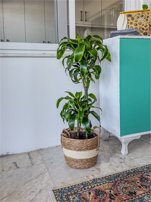 Dracaena Dorado Large 2 Gövdeli  (Dracaena Fragrans Dorado)