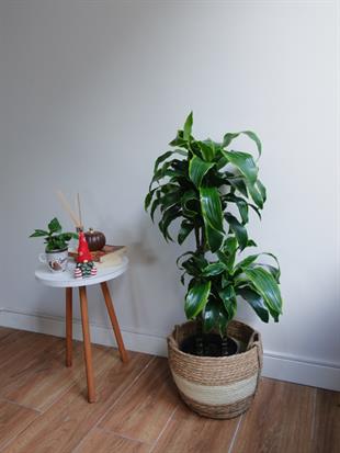 Dracaena Dorado Large 2 Gövdeli  (Dracaena Fragrans Dorado)