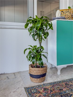 Dracaena Dorado Large 2 Gövdeli  (Dracaena Fragrans Dorado)