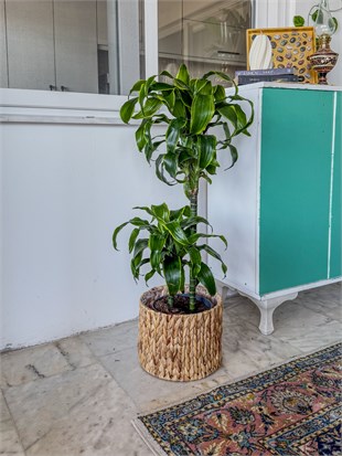 Dracaena Dorado Large 2 Gövdeli  (Dracaena Fragrans Dorado)