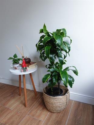 Dracaena Dorado Large 2 Gövdeli  (Dracaena Fragrans Dorado)