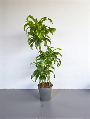 Dracaena Dorado Large 3 Gövdeli  (Dracaena Fragrans Dorado)