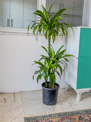 Dracaena Janet Lind 3 Kök (120-130 cm) – Geniş Yapraklı Tropikal Gösteriş 🌿