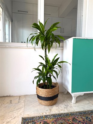 Dracaena Janet Lind 3 Kök (120-130 cm) – Geniş Yapraklı Tropikal Gösteriş 🌿
