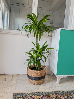 Dracaena Janet Lind 3 Kök (120-130 cm) – Geniş Yapraklı Tropikal Gösteriş 🌿