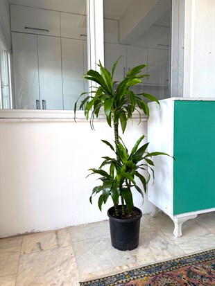 Dracaena Janet Lind 3 Kök (120-130 cm) – Geniş Yapraklı Tropikal Gösteriş 🌿