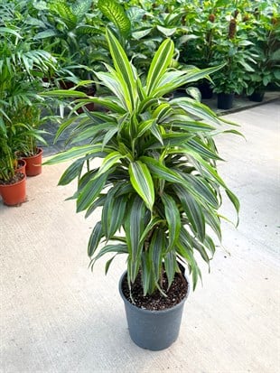 Dracaena Lemon Lime 10 Kök (120 cm) – Neon Çizgileriyle Canlı ve Dolgun 🌿