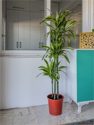 Dracaena Lemon Lime 3 Gövdeli 150 Cm - Renkli