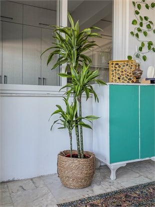 Dracaena Lemon Lime 3 Gövdeli 150 Cm - Renkli