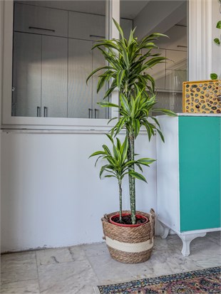 Dracaena Lemon Lime 3 Gövdeli 150 Cm - Renkli