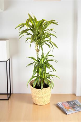 Dracaena Lemon Lime Bitkisi 2 Gövdeli-Renkli