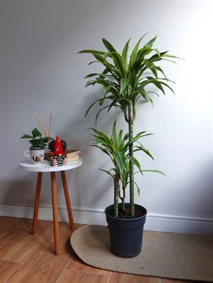Dracaena Lemon Lime 3 Gövdeli - Renkli