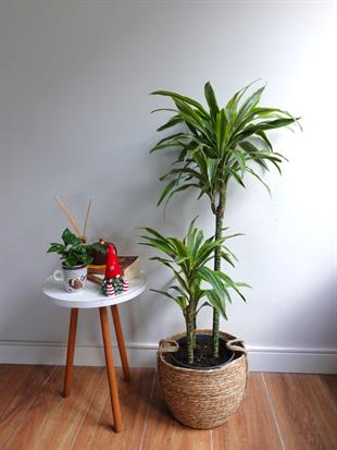 Dracaena Lemon Lime 3 Gövdeli - Renkli