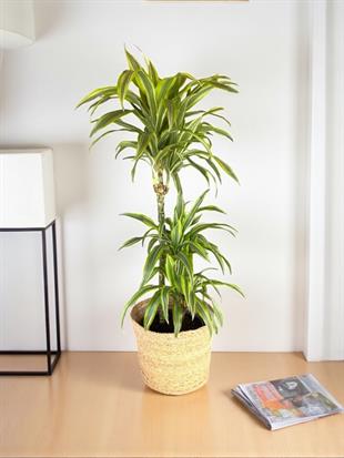 Dracaena Lemon Lime 3 Gövdeli - Renkli