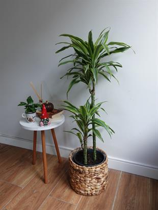 Dracaena Lemon Lime 3 Gövdeli - Renkli