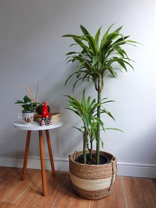 Dracaena Lemon Lime 3 Gövdeli - Renkli