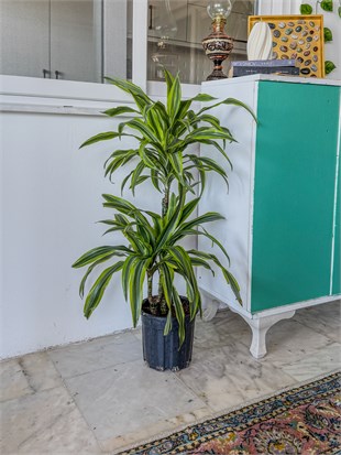 Dracaena Lemon Lime Bitkisi 2 Gövdeli-Renkli