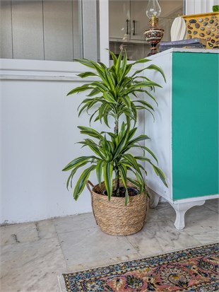 Dracaena Lemon Lime Bitkisi 2 Gövdeli-Renkli
