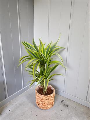 Dracaena Lemon Lime Bitkisi 2 Gövdeli-Renkli